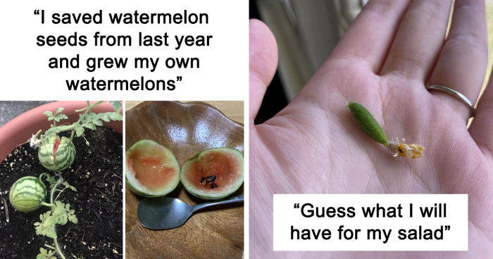 33 Times Growing Your Own Fruit And Veg Didn't End Well For These People