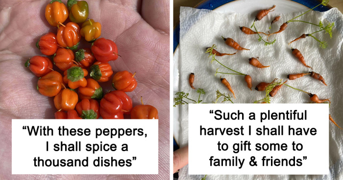 33 Times People Wanted To Grow A Nice Harvest But Ended Up With These Ridiculously Small Amounts Of Fruit And Veg