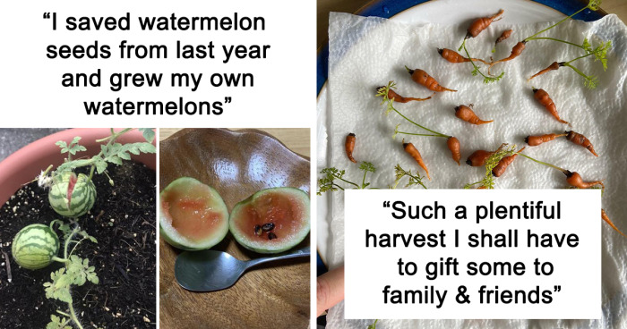 33 Times People Failed At Growing Their Own Food So Hilariously, They Just Had To Share These Pics Online