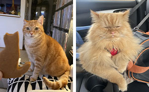 107 Orange Cats That Are Basically Tiny Tigers