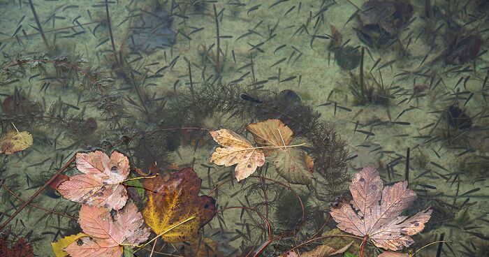 I Travelled To Plitvice Lakes In Croatia And Captured The Beauty Of Colorful Waterfalls (28 Pics)