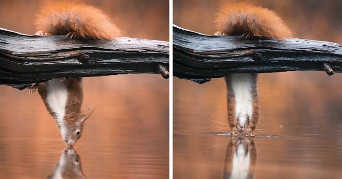 36 Pics Of Red Squirrels I Took To Document Their Gymnastic Abilities