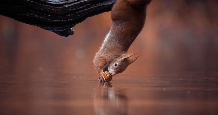 Discovering The Gymnastic Abilities Of Red Squirrels: 36 Pictures That I Took