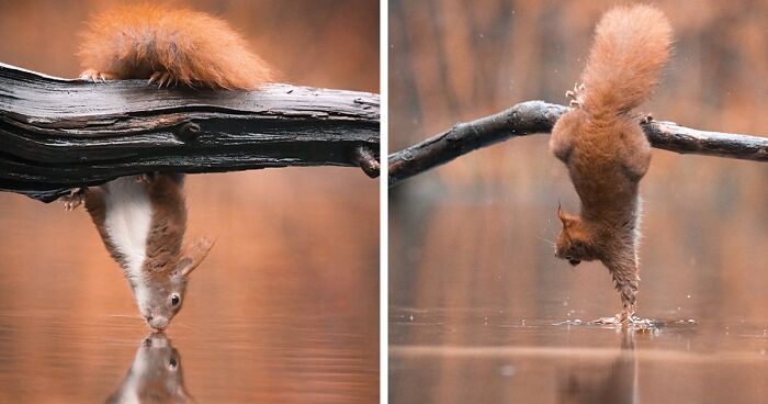 I Photographed The Gymnastic Skills Of Red Squirrels To Show What Agile Animals They Are (36 Pics)