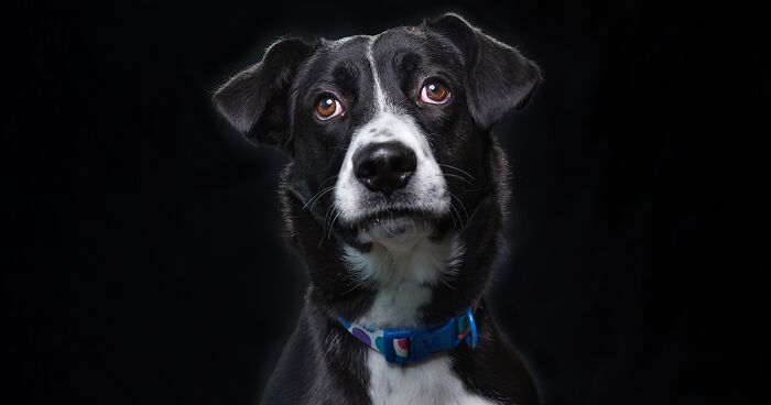 I Volunteer To Take Photos Of Shelter Dogs To Help Them Get Adopted, Here Are 40 Of My Newest Pics