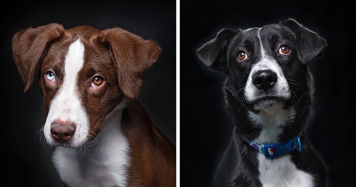 I Volunteer To Take Photos Of Shelter Dogs To Help Them Get Adopted, Here Are 40 Of My Newest Pics