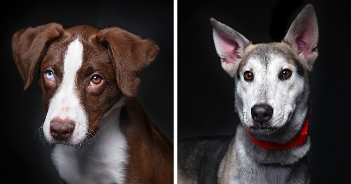 Here Are 40 Of My Recent Shelter Dog Photos I've Taken At The Idaho Humane Society (New Pics)