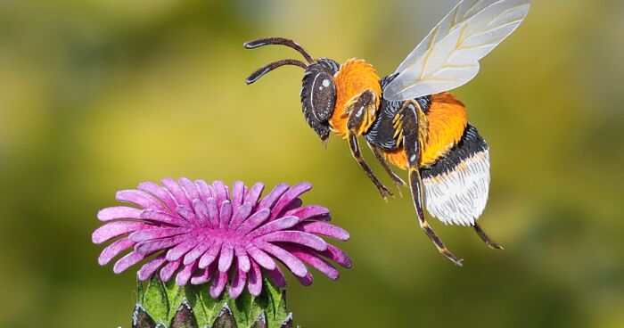 98 Recreations Of Various Pollinators That I Made From Paper And Watercolors