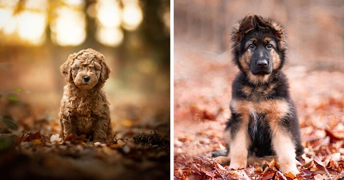 I Am A Dog Photographer And I Love Taking Photos Of Cute Puppies Before They Grow Up (33 New Pics)