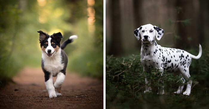 I Am A Dog Photographer And I Love Taking Photos Of Cute Puppies Before They Grow Up (33 New Pics)