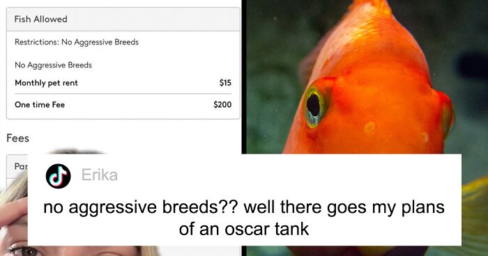 Woman Too Stunned To Speak After Being Charged $200 Goldfish Fee And Monthly 'Pet Rent' By Her Landlord