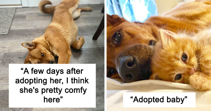 50 Heartwarming Pics Of Pets That Found Their New Home (February Edition)