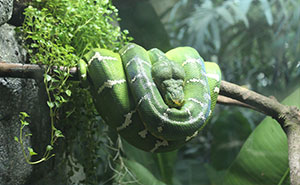 35 Awesome Snake Facts To Shed Some Light On These Cool Reptiles