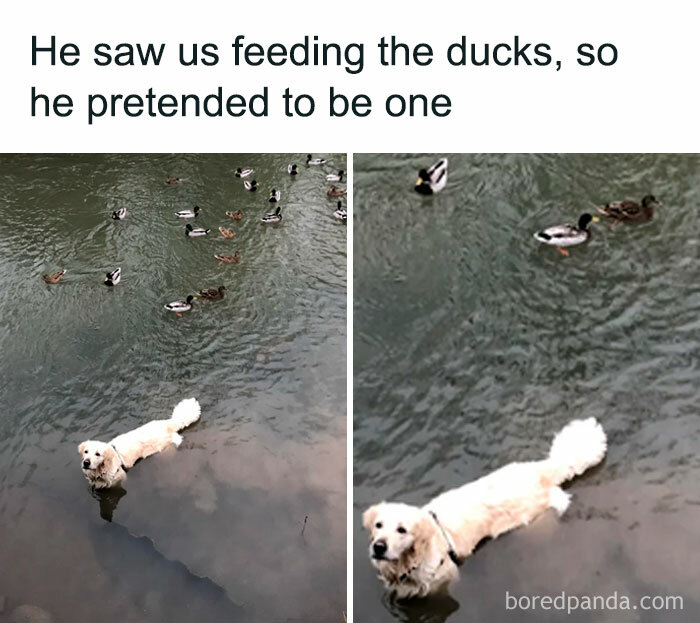 Guess I'm A Duck Now!