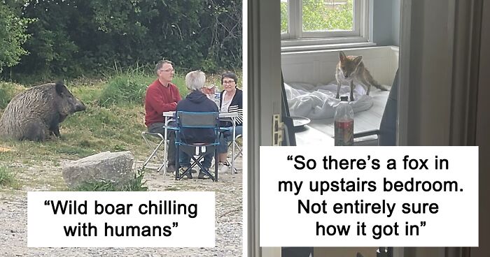 141 People Who Were Startled By Wild Animals In Unexpected Situations