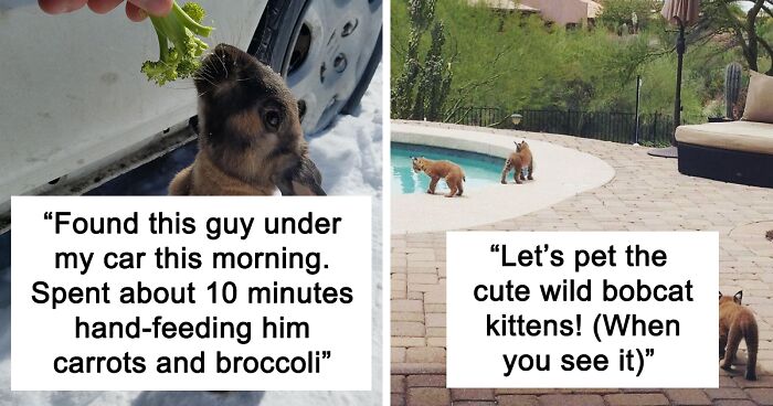 141 Wild Animal Encounters That Took People By Surprise