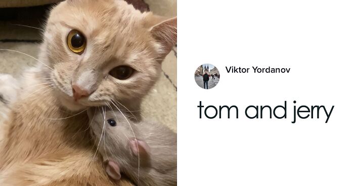 A Cat And A Rat Became Best Of Friends And Their Relationship Is Adorable