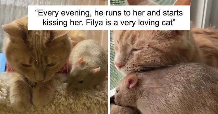 This Cat Befriended A Rat, And Now They Are Inseparable