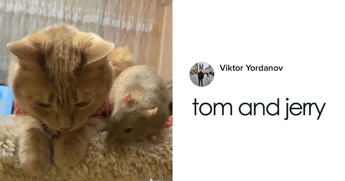 This Unique Bond Between A Cat And A Rat Proves That Love Is Above All Instincts