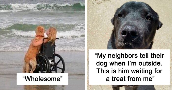 If The World Seems Like A Cold Place, Here Are 110 Uplifting Dog Posts To Make Your Day A Little Better (New Pics)