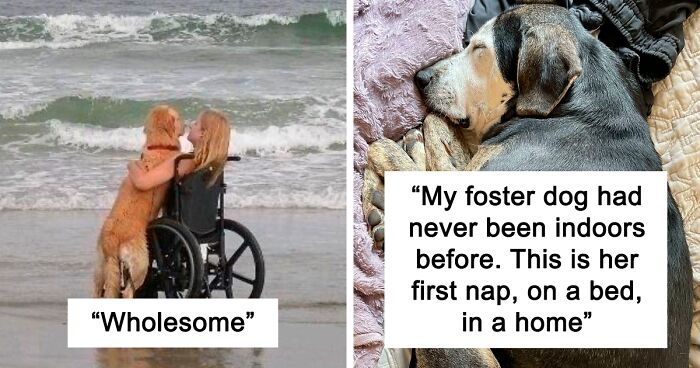 110 Times People Encountered Such Wholesome Dogs, They Just Had To Spread The Joy (New Pics)