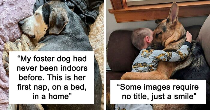 110 Wholesome Posts About Dogs To Warm Your Heart (New Pics)