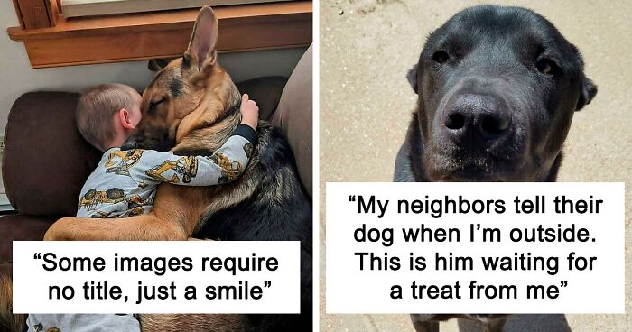 If The World Seems Like A Bad Place Right Now, Here Are 110 Wholesome Dog Posts To Make It A Little Better (New Pics)