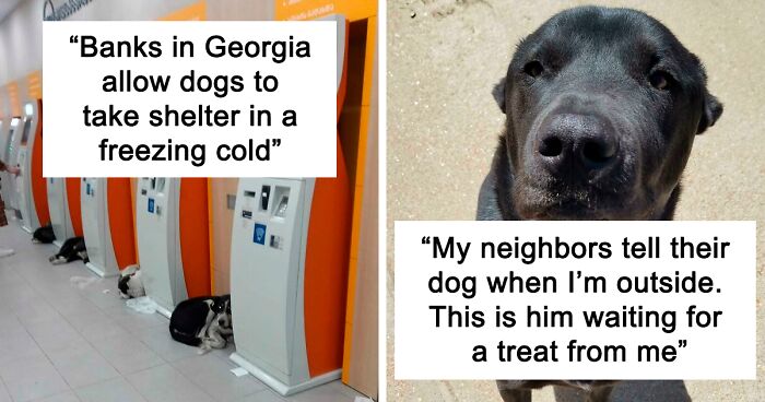 110 Of The Most Heartwarming Dog Posts To Make You Smile (New Pics)