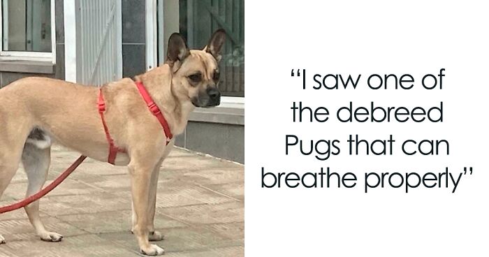 110 Feel-Good Stories About Dogs To Lift Your Spirits (New Pics)