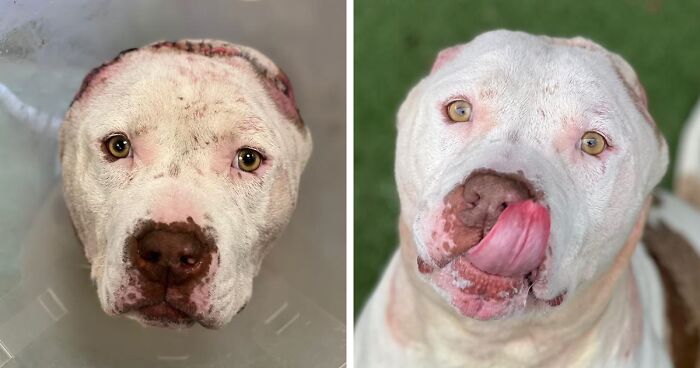 This Adorable Pit Bull Mix Got New Crocheted Ears After Losing His Own