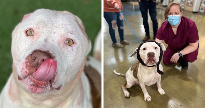 This Dog’s New Crocheted Ears Gained Him Attention Online That Sped Up His Adoption