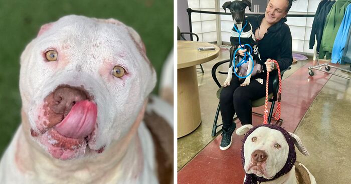 This Dog’s New Crocheted Ears Gained Him Attention Online That Sped Up His Adoption