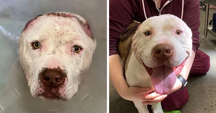 A Veterinary Technician Crocheted A New Set Of Ears For This Dog That Lost His During An Incident