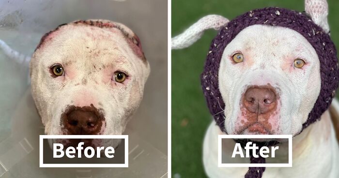 This Dog’s New Crocheted Ears Gained Him Attention Online That Sped Up His Adoption