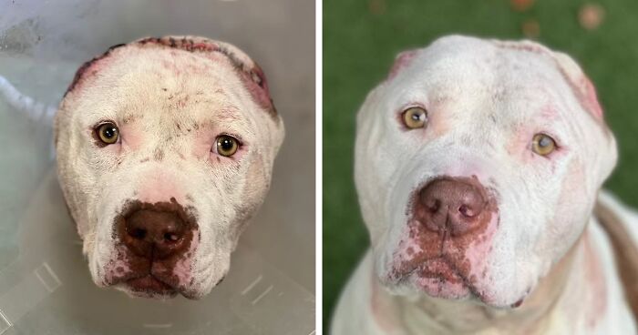 This Dog Got A New Set Of Crocheted Ears After Losing His Own During An Incident