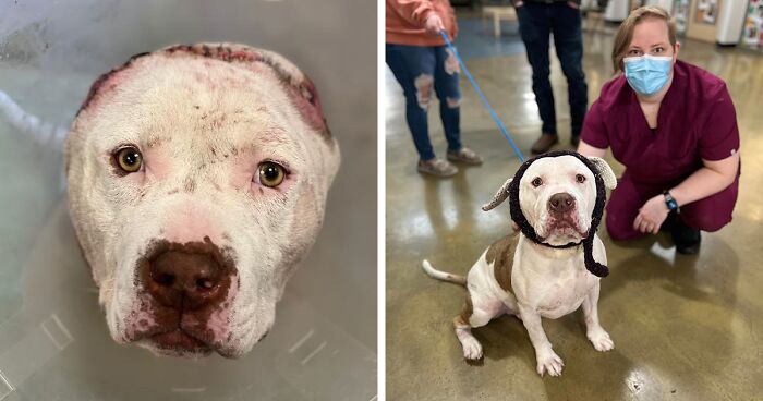 This Dog’s New Accessory Replacing His Sadly Lost Ears Helped Him Get Adopted