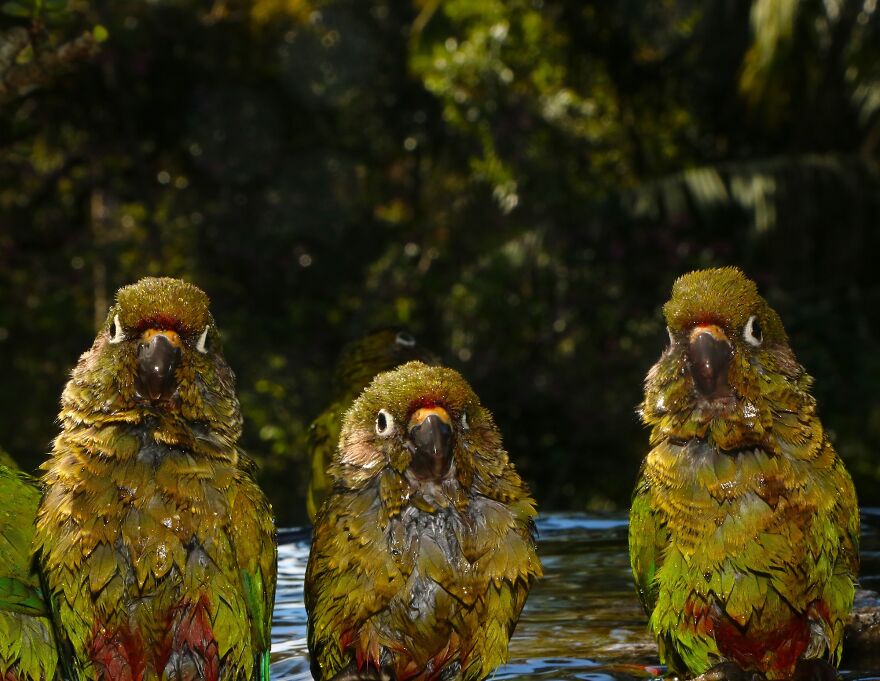 This Artist Captures Birds In Their Natural Habitat In His Photo Book "Birds Poetry In The Sky"