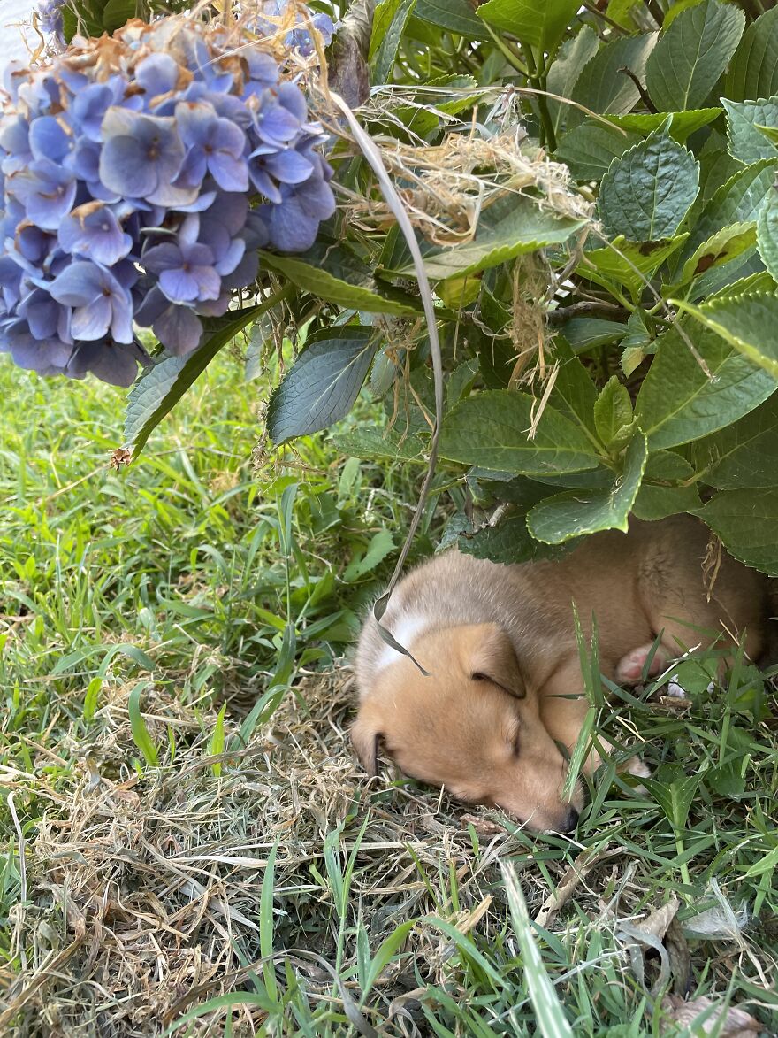 Hey Pandas! Here Are Some Photos Of My Summer Last Year On A Farm!