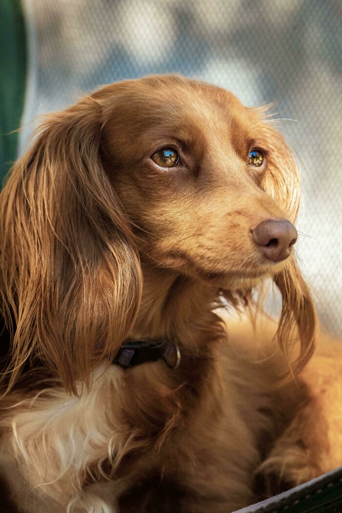 I Took A Picture Of A Dachshund At The Dog Park