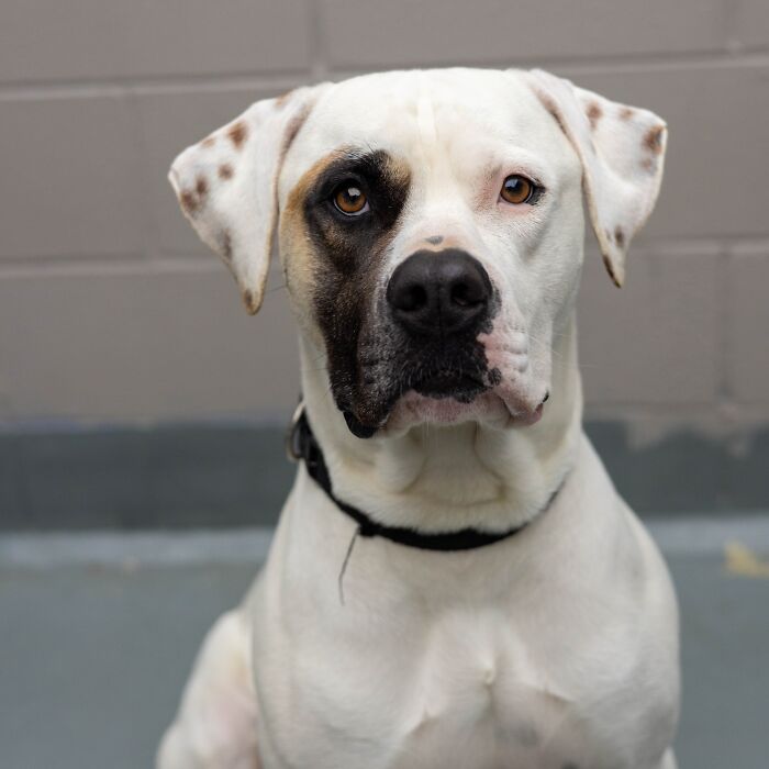 Eye Patch (From Animal Welfare League, Qld, Australia)