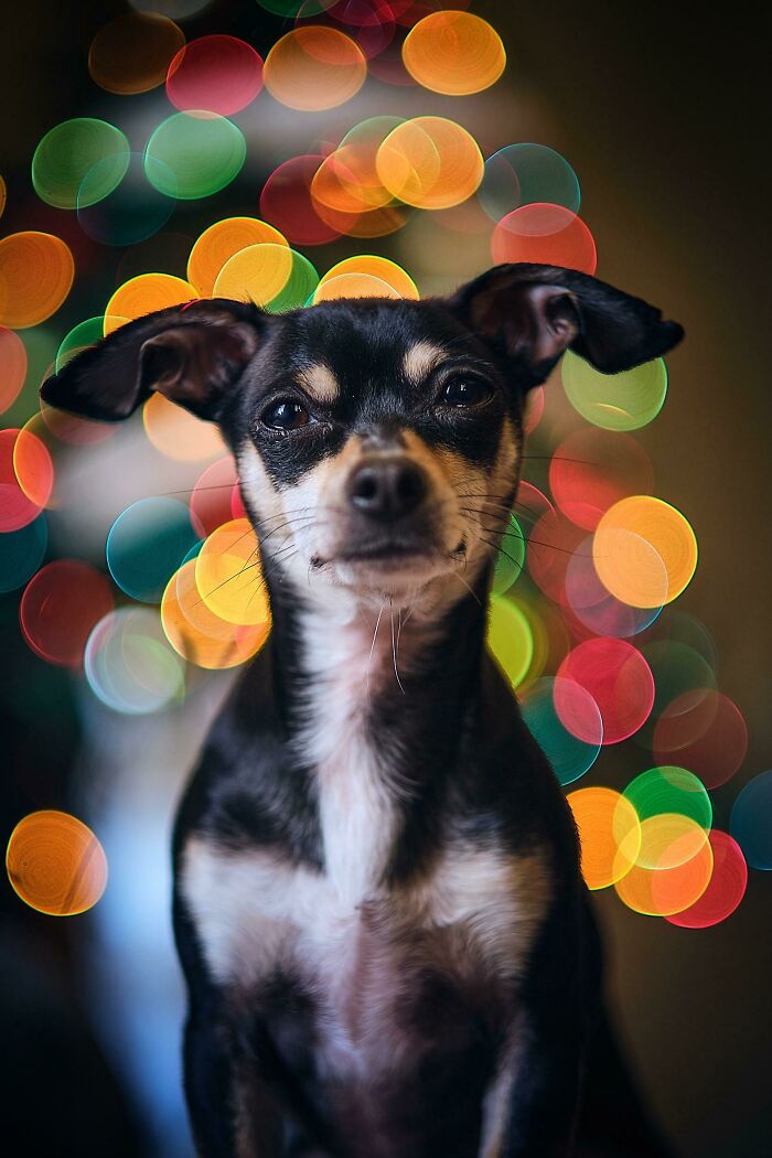 I Took A Picture Of My Dog In Front Of Christmas Lights