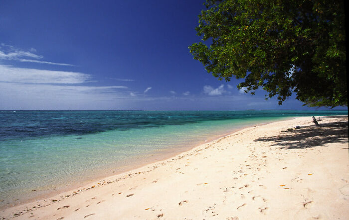 beach without people with white sand and the tree nearby