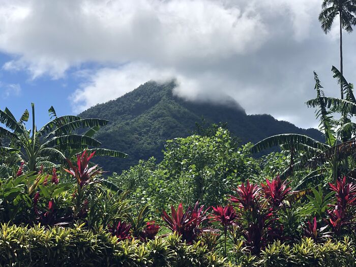 palms and trees on the background of a big green mountain in a white cloud