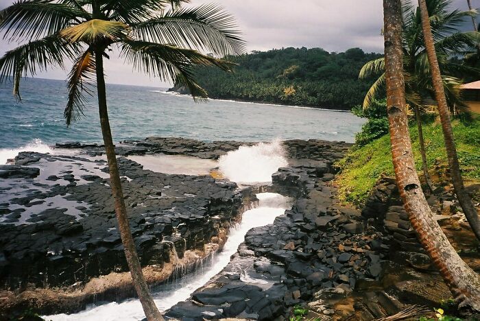 palms near the sea