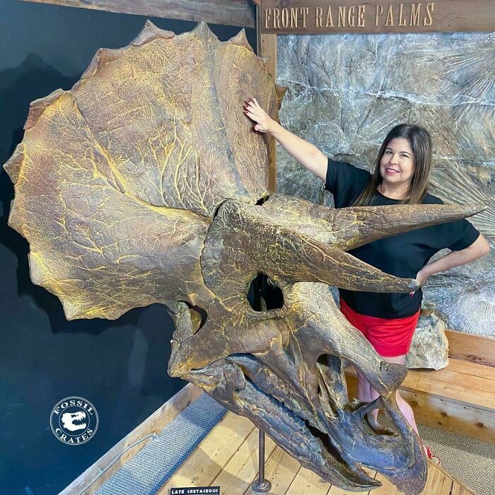 Triceratops Horridus Skull At The Morrison Natural History Museum, Co