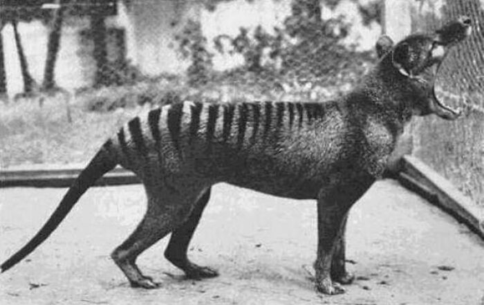 The Last Known Tasmanian Tiger Photographed In 1933. They Are Now Extinct