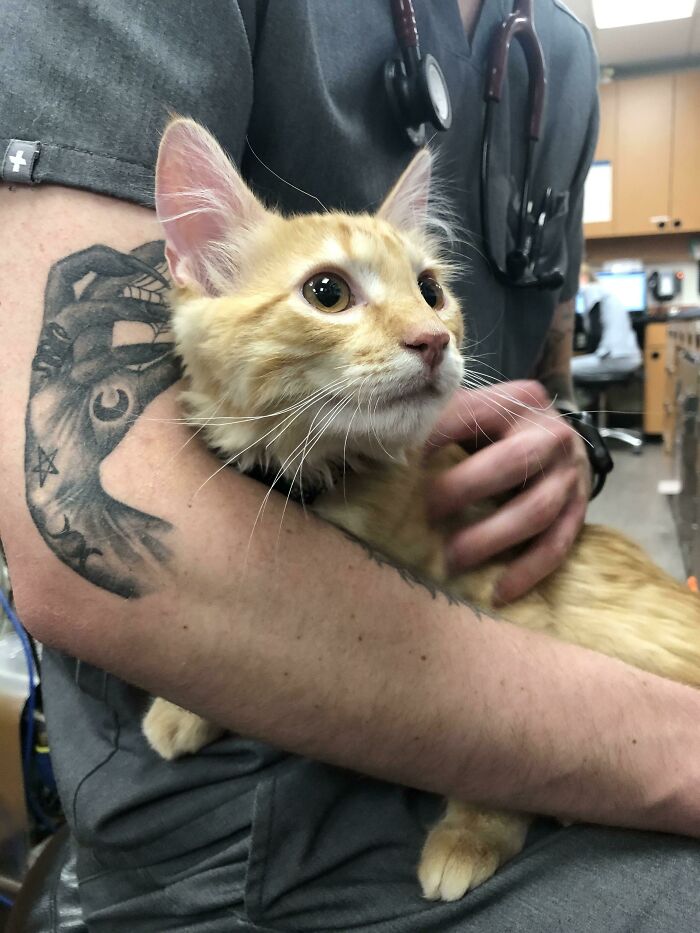 It Looks Like My Coworker’s Tattoo Is Petting The Kitten