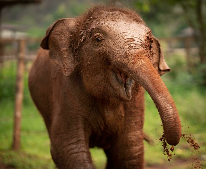 I Took A Picture Of A Happy Baby Elephant Rushing Towards Me