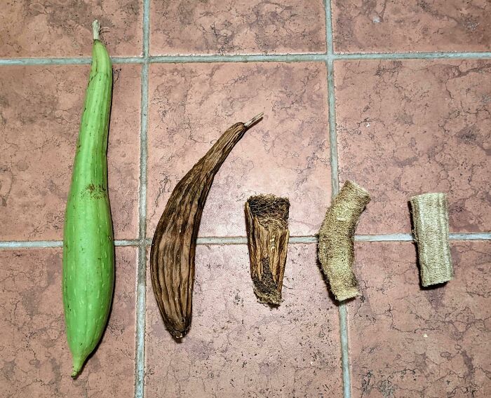 The Different Stages Of Processing Loofahs For Use