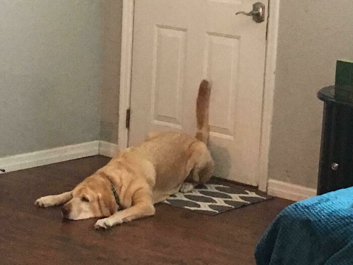 Life Hack: Cool Your Butthole Off On A Hot Day By Pressing It Against The Cold Door